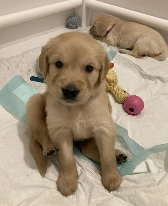Adorable Golden Retriever puppies