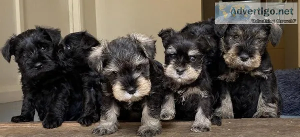 miniature schnauzer puppies