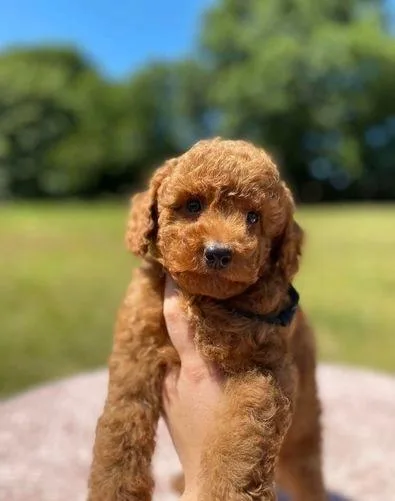 Lovely Toy Poodles Ready For Loving Homes