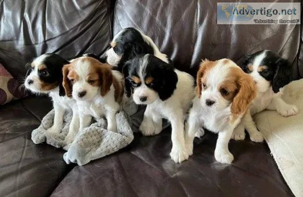 Lovely Cavalier King Charles Puppies