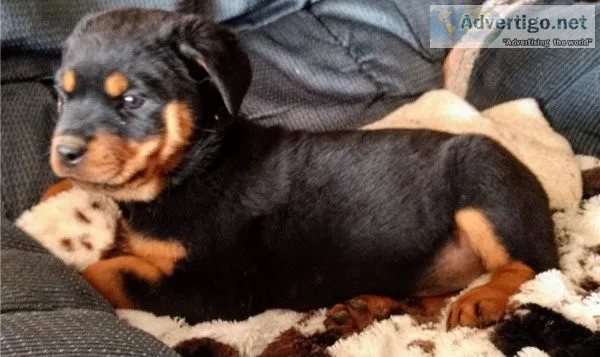 Micro-Chipped Rottweiler Puppies