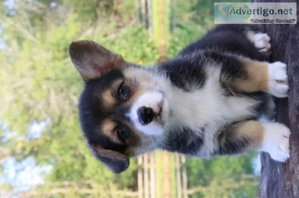 Jasmine Female Pembroke Welsh Corgi