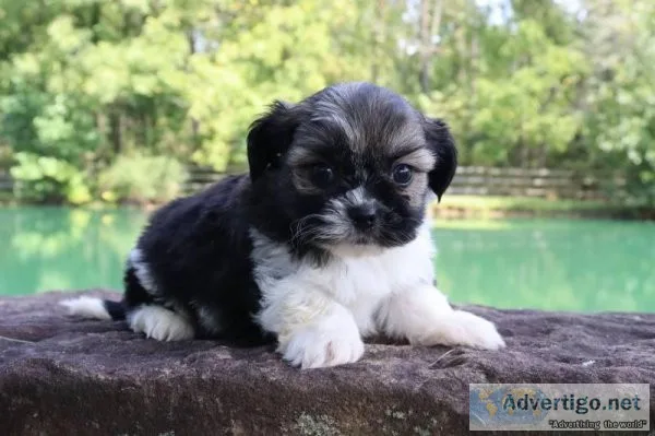 Aster Male Shihpoo