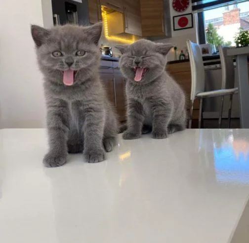 Home Raised BSH Kittens Call now 2605170367