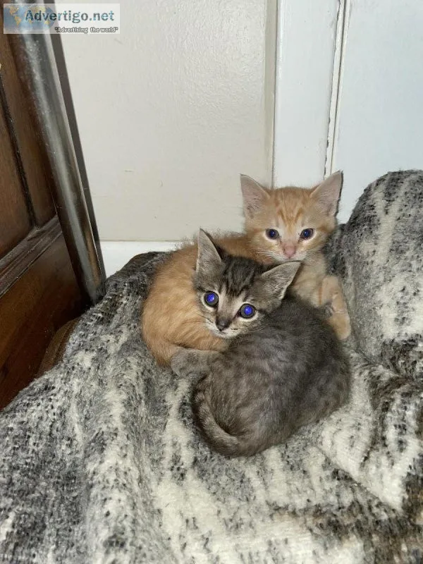 Free kittens