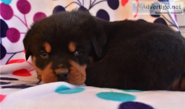 Cute Rottweilers for Adoption