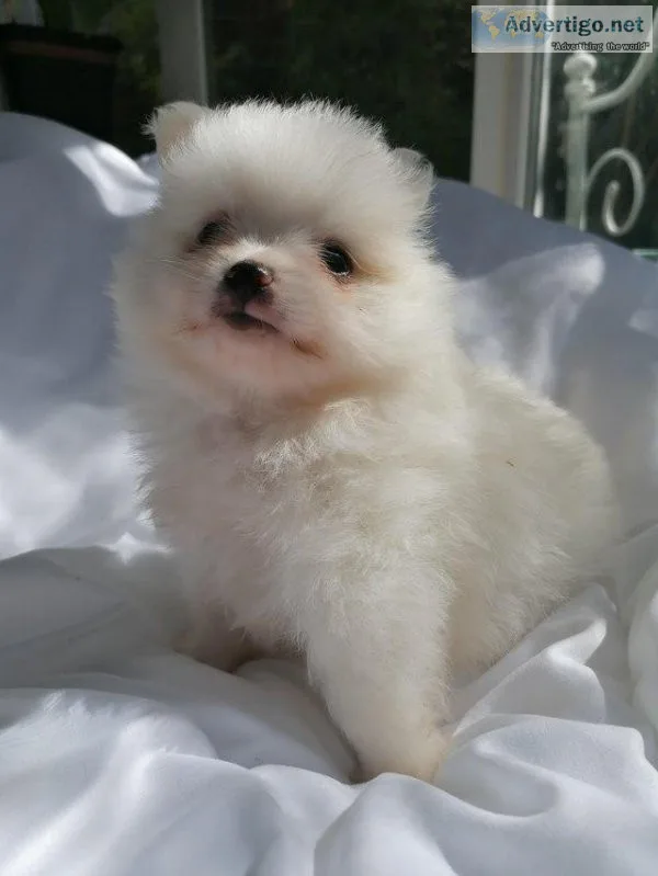 grnf  pomeranian puppies for sale