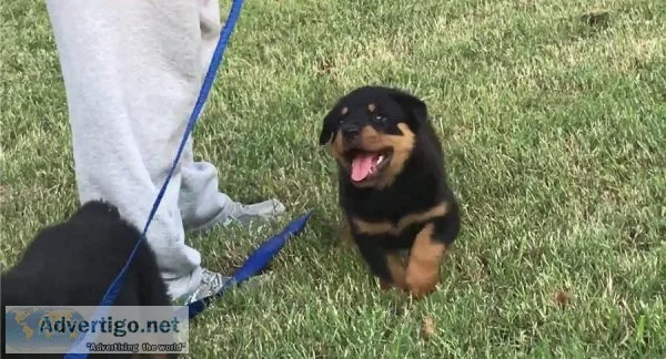 Full AKC Registration Rottweiler Puppies