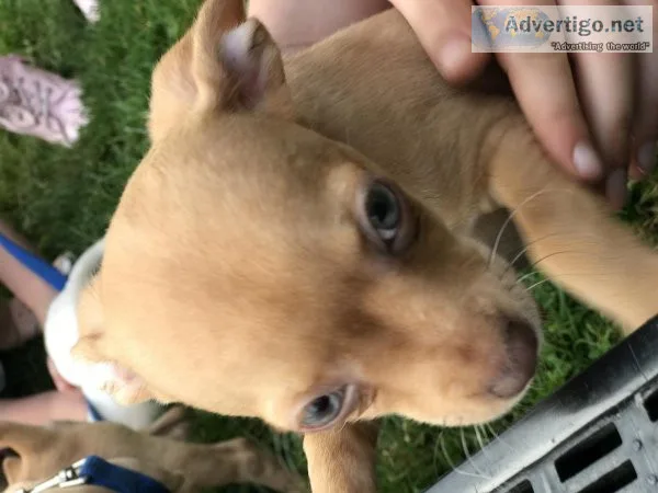 10 wk old chihuahua puppy&rsquos