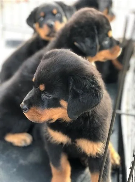 Amazing Rottweiler puppies.