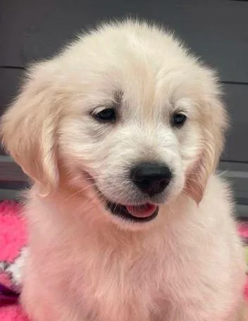 GOLDEN RETRIEVER PUPPIES