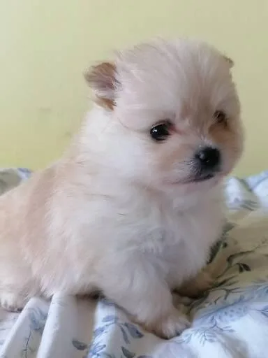 Top pomeranian puppies for sale