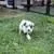 Aussiedoodles available to be rehomed
