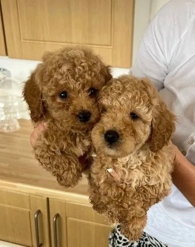High quality Toy Poodle s
