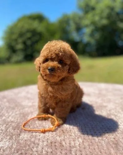 Healthy Teacup Poodle Red and Black