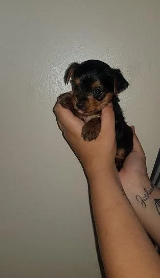 Adorable  Yorkshire terrier puppy for sale