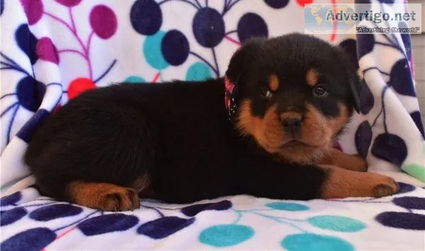 Home Trained Rottweiler Available Now