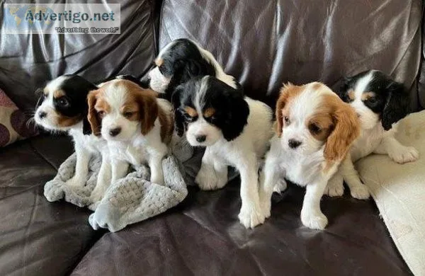 htht Cavalier King Charles Puppies
