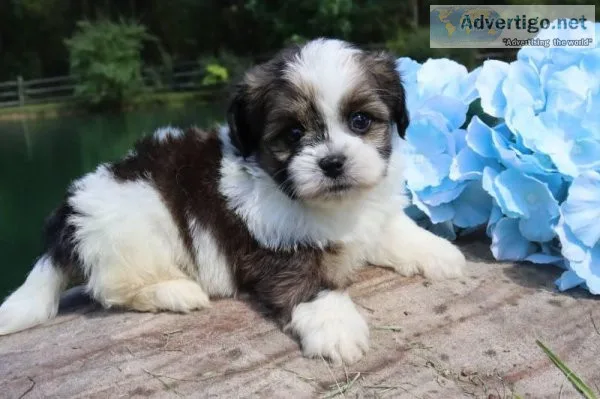 Azalea Male Shihpoo