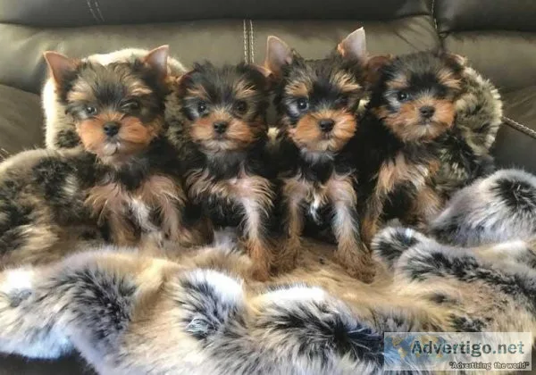 Full Pedigree Miniature Yorkshire terrier