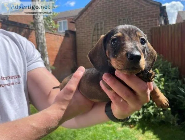 njftrj  Dachshund puppies for sale