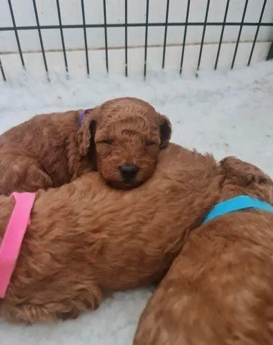 Fox red toy poodles