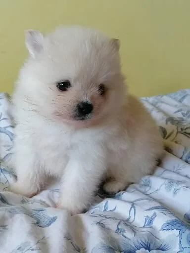 pomeranian puppies Ready