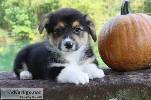 Stitch male Pembroke Welsh Corgi