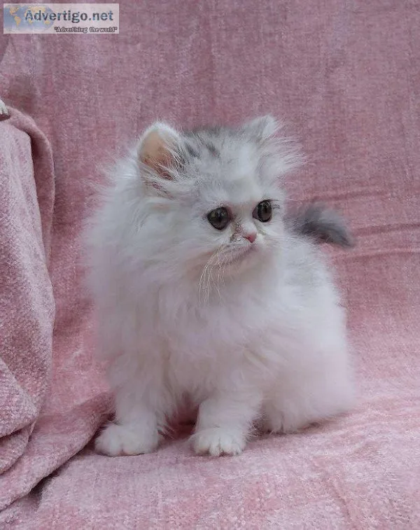 Persian Kittens