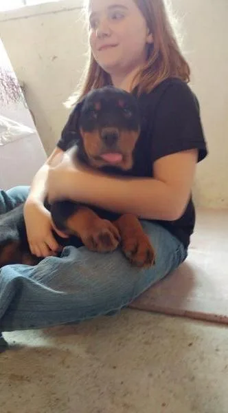 Playful Rottweiler Puppies Available