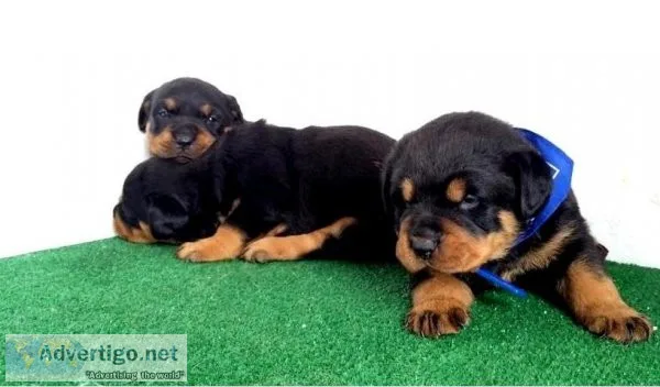 Quality Rottweiler Puppies for Sale