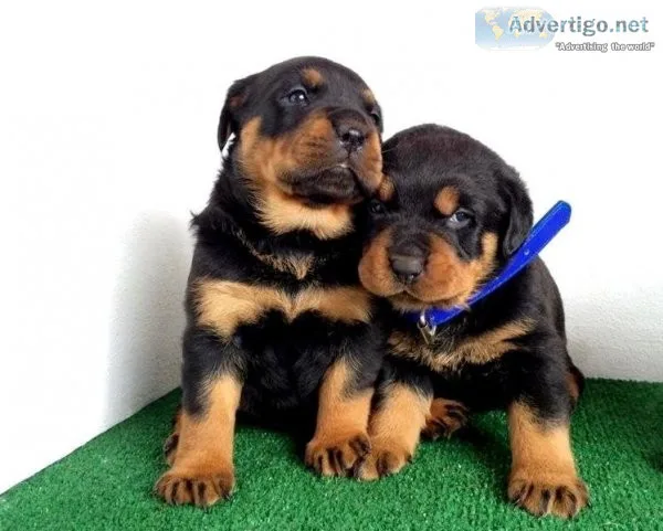 Rottweiler Pups for Adoption