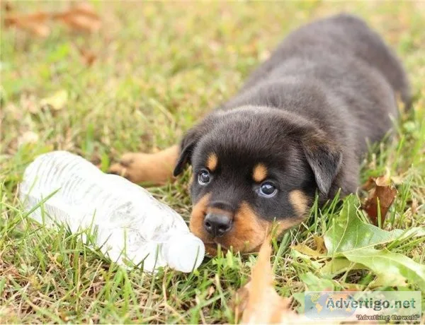Registered Rottweiler Puppies