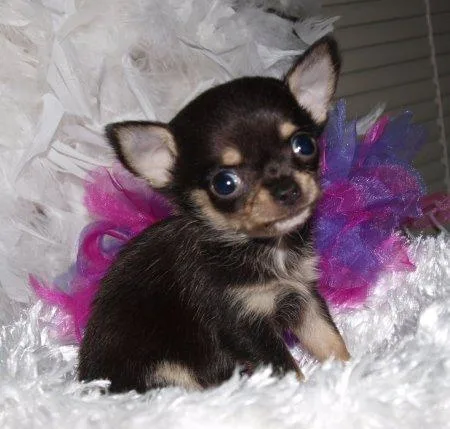 Chihuahua puppies.