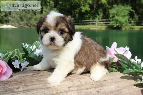 Violet Female Shihpoo