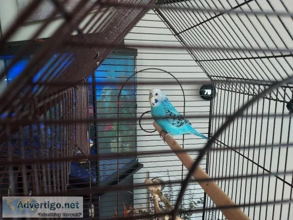 Budgie For Adoption (Free)