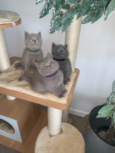 Pure Breed BSH kittens Call now (260) 517-0367