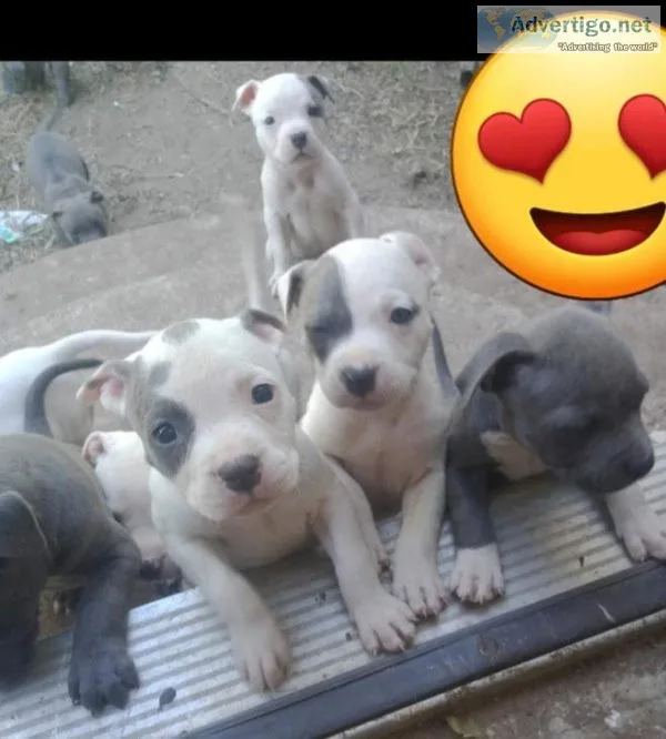 Blue pitbull puppies