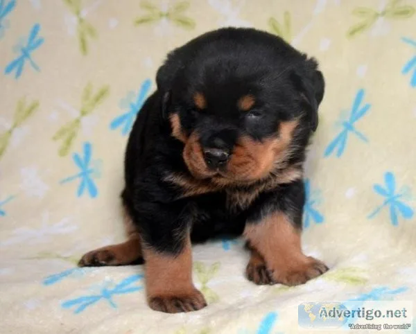 Rottweiler puppies For a New Home