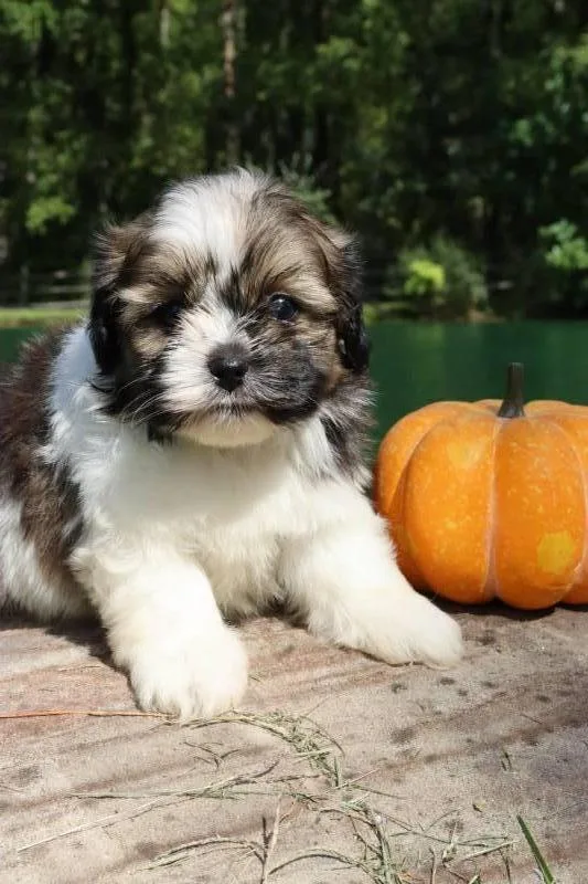Iris Male Shihpoo