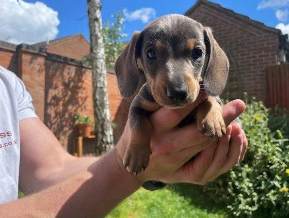 lovely  Dachshund puppies for sale