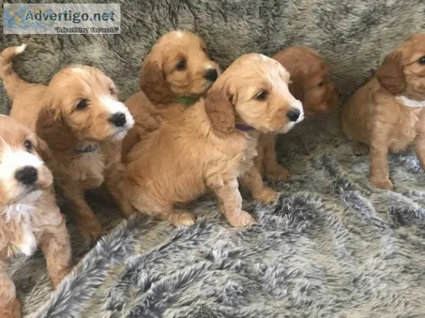 Cockapoo Puppies.