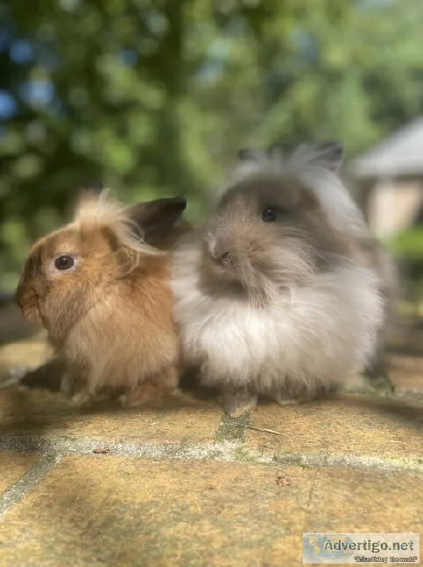 Purebred lionhead baby bunnies