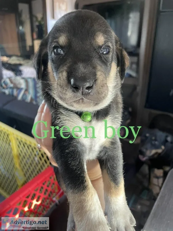 Husky Bluetick Coonhound mix puppies