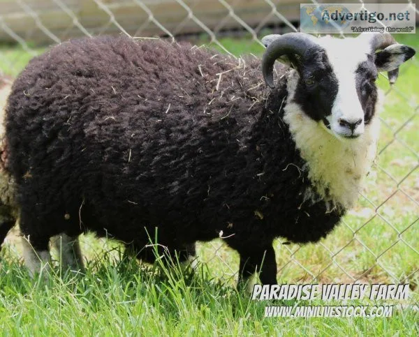 Miniature Sheep - Shetland Rams