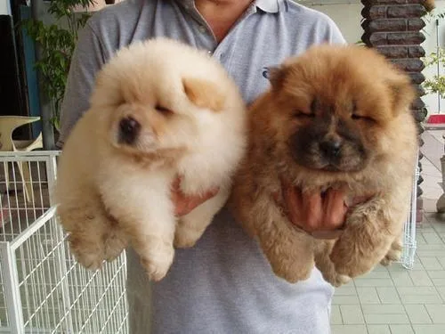Chow Chow puppies.