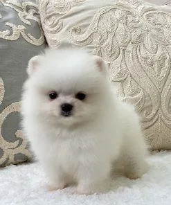 Pomsky Puppies.