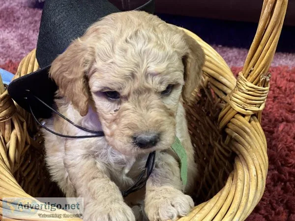 Mini goldendoodles f2