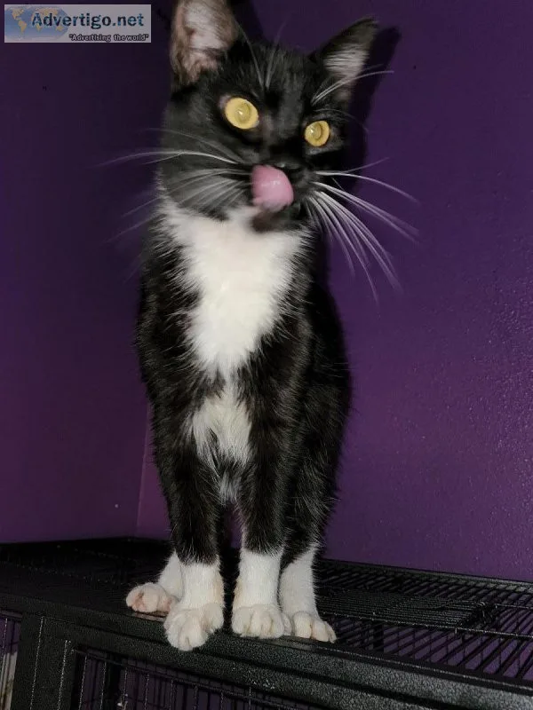 Manx Kitten