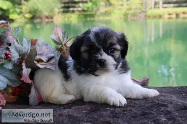 Daffadill Male Shihpoo